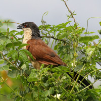 Senegal Coucal